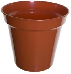 White Furze 38cm (15') Pot - Terracotta