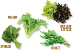 Unwins Homegrown Salad Kitchen Garden -Lawn and Plant Care Store 48801 36939