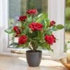 Smart Garden 40cm Regent's Roses - Ruby Red