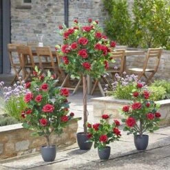 Smart Garden 40cm Regent's Roses - Ruby Red -Lawn and Plant Care Store 50757 31792