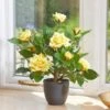 Smart Garden 40cm Regent's Roses - Sunshine Yellow